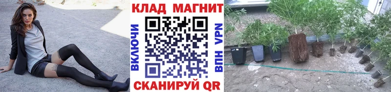 Марихуана Кингисепп